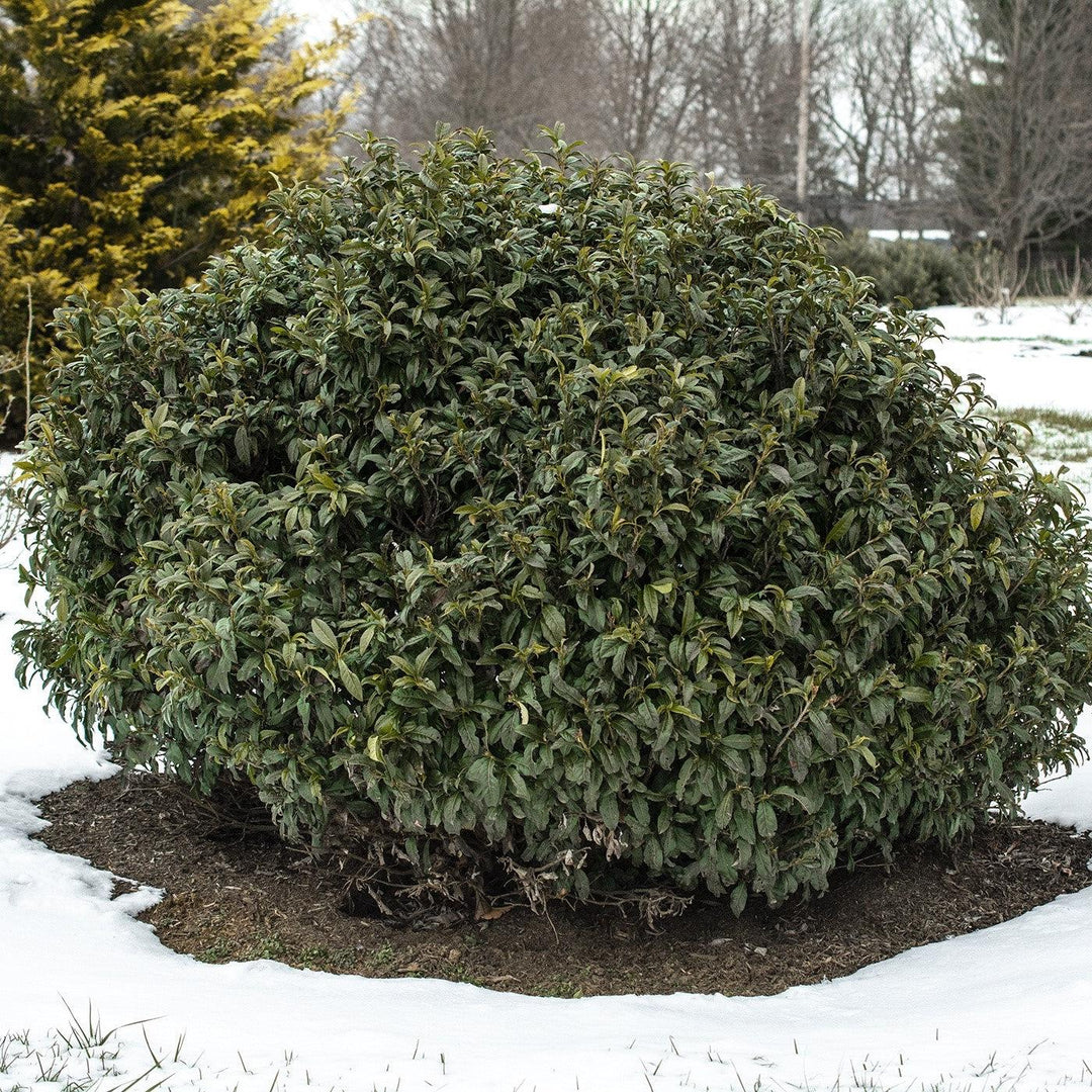 Prunus laurocerasus 'Chestnut Hill' ~ Chestnut Hill Laurel-ServeScape