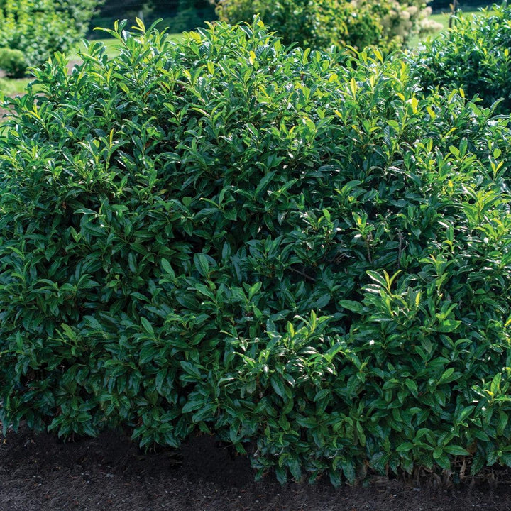 Prunus laurocerasus 'Chestnut Hill' ~ Chestnut Hill Laurel-ServeScape