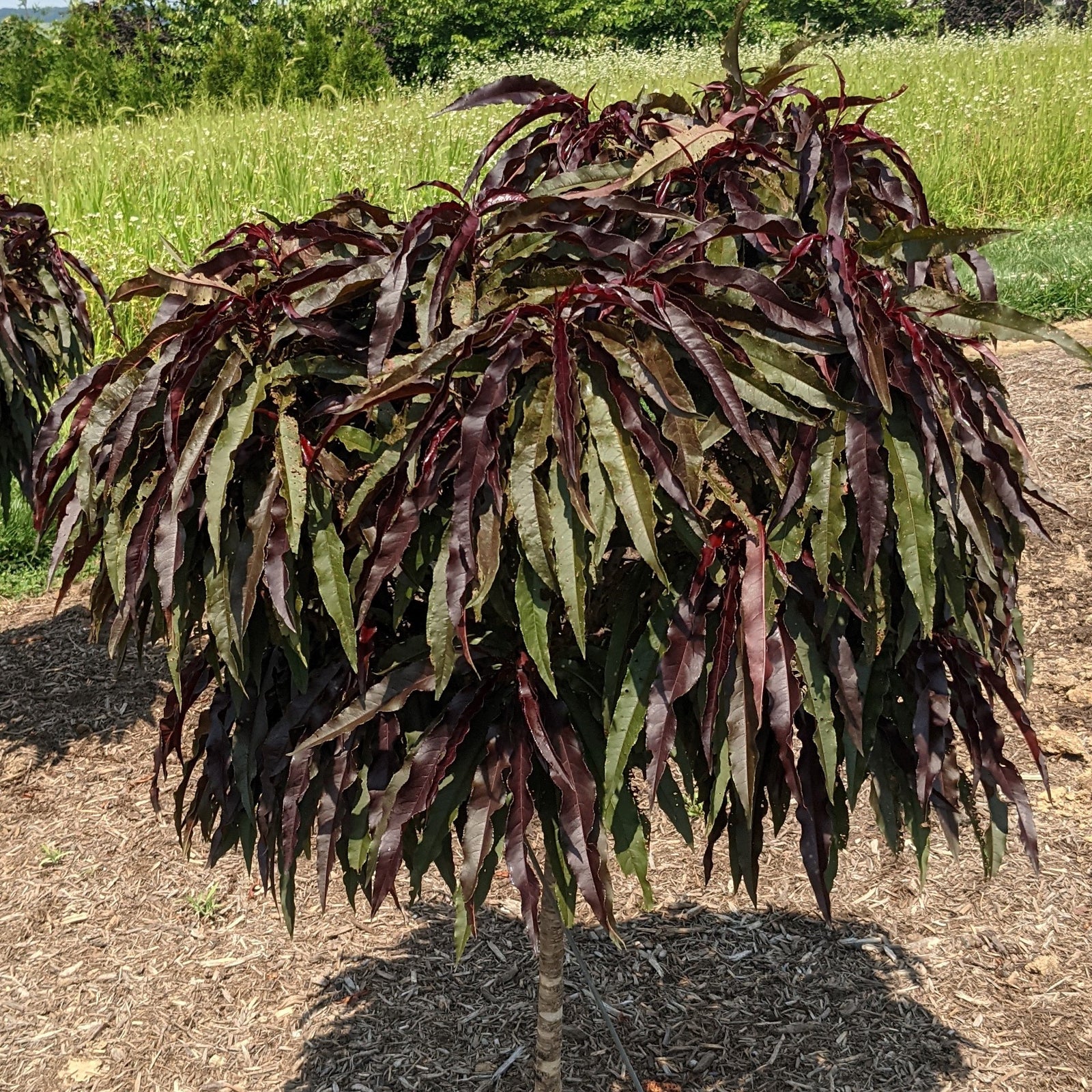 Prunus persica 'NC Peach-6' PP 34,261' ~ Ruby Ruffle® Peach-ServeScape