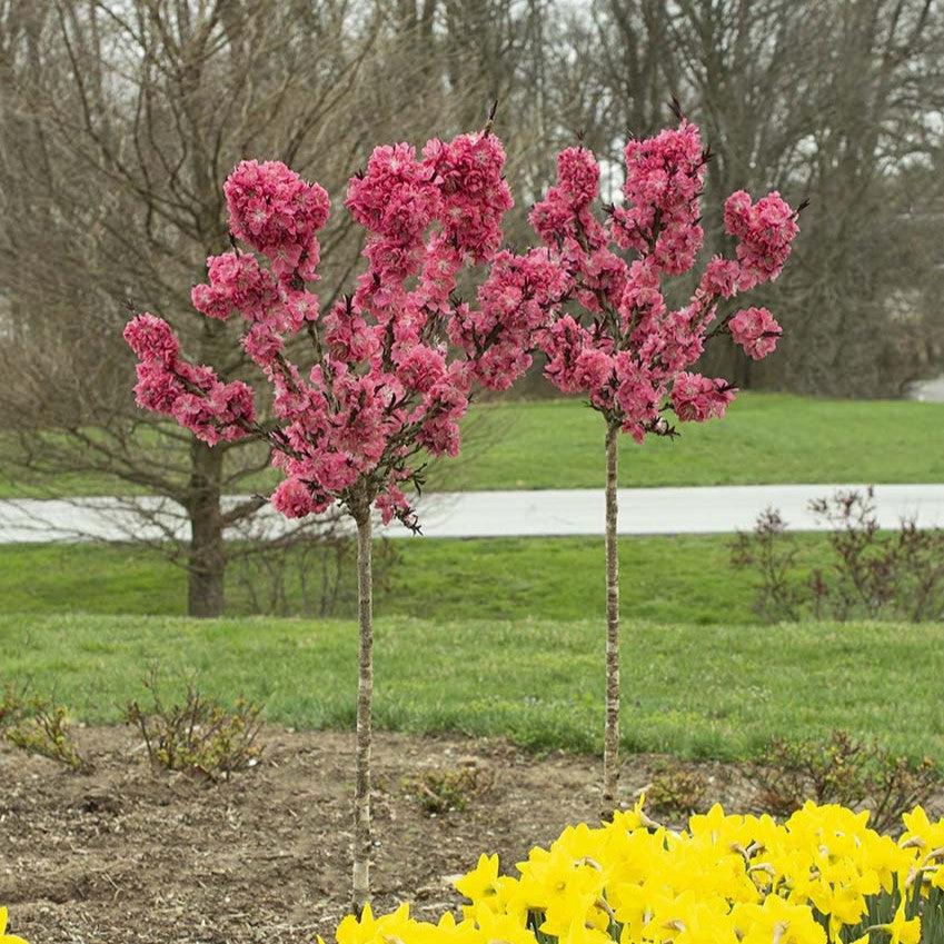 Prunus persica 'NC Peach-6' PP 34,261' ~ Ruby Ruffle® Peach-ServeScape