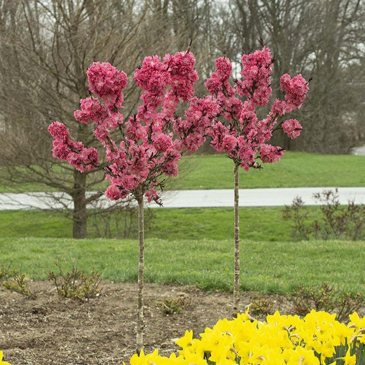 Prunus persica 'NC Peach-6' PP 34,261' ~ Ruby Ruffle® Peach-ServeScape