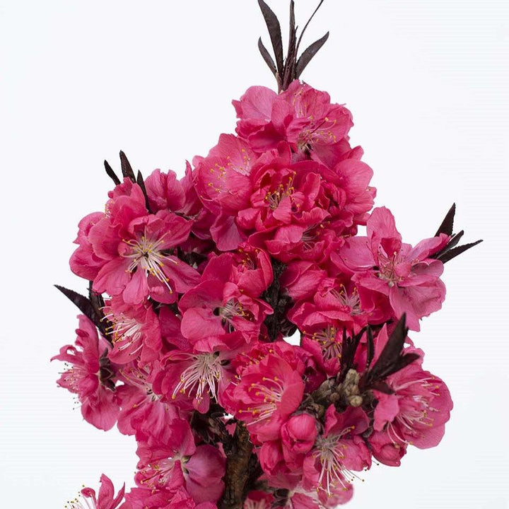 Prunus persica 'NC Peach-6' PP 34,261' ~ Ruby Ruffle® Peach-ServeScape