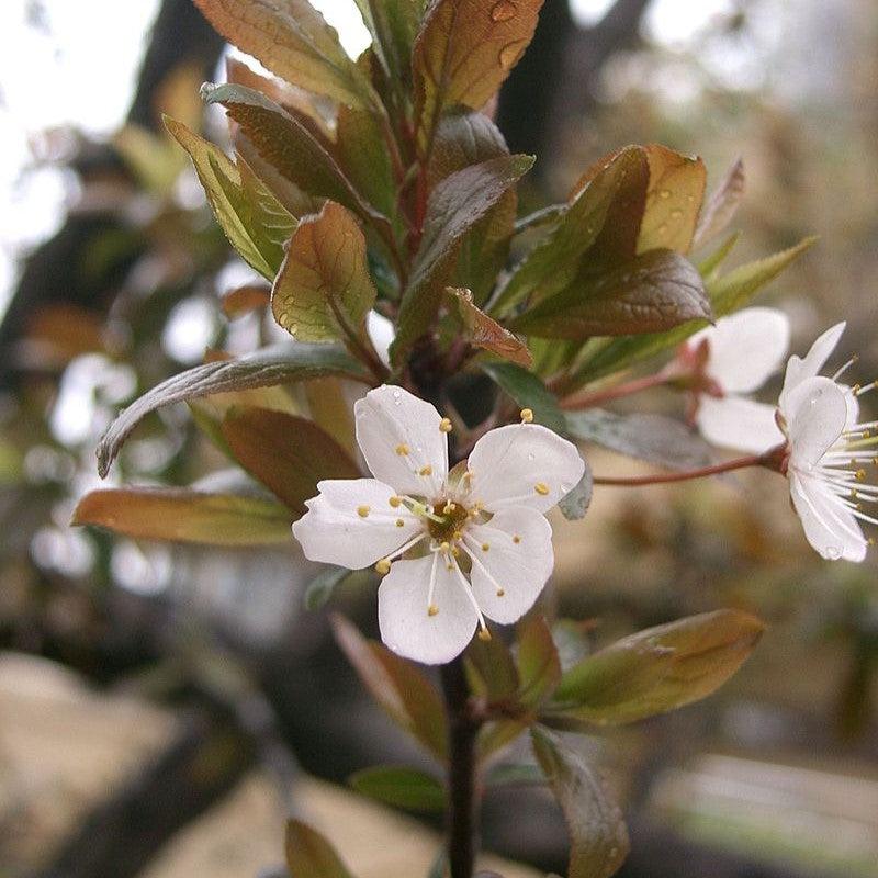 Prunus cerasifera ~ Cherry Plum-ServeScape