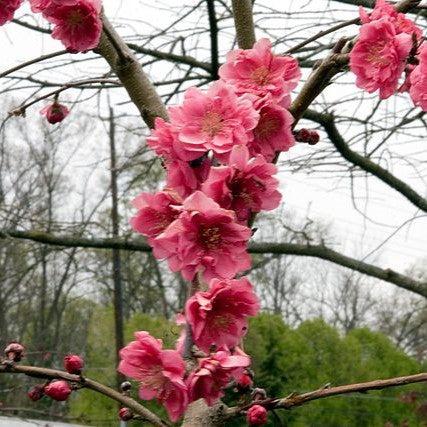 Prunus persica 'Crimson Cascade' ~ Crimson Cascade Weeping Peach-ServeScape