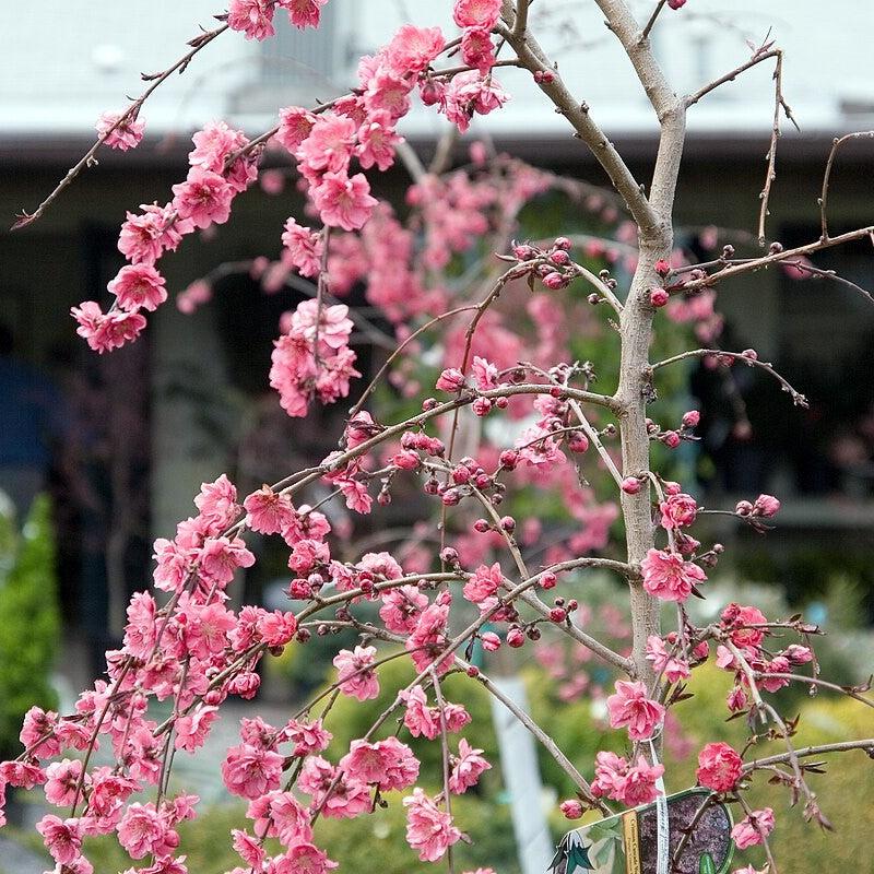 Prunus persica 'Crimson Cascade' ~ Crimson Cascade Weeping Peach-ServeScape