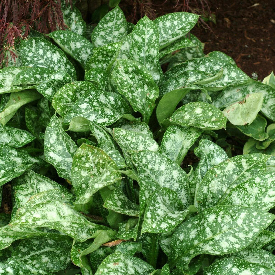 Pulmonaria 'Dark Vader' ~ Dark Vader Lungwort-ServeScape
