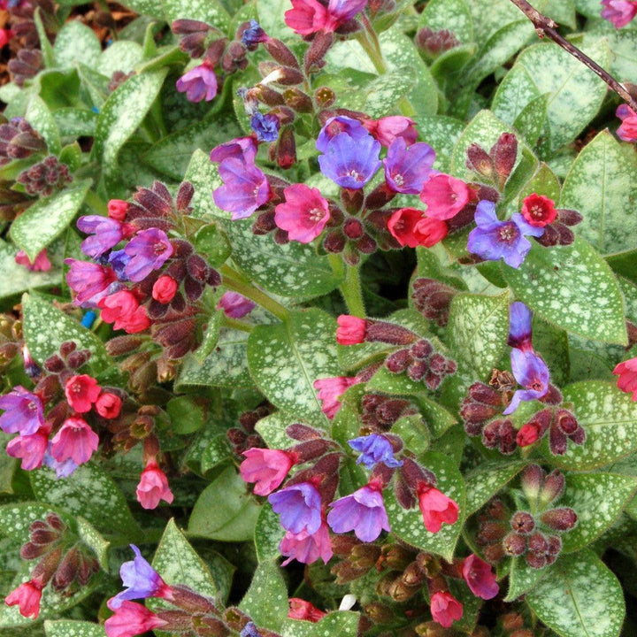 Pulmonaria 'Dark Vader' ~ Dark Vader Lungwort-ServeScape