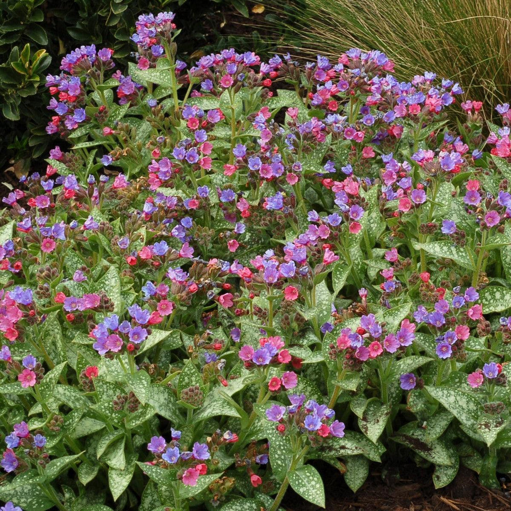 Pulmonaria 'Dark Vader' ~ Dark Vader Lungwort-ServeScape