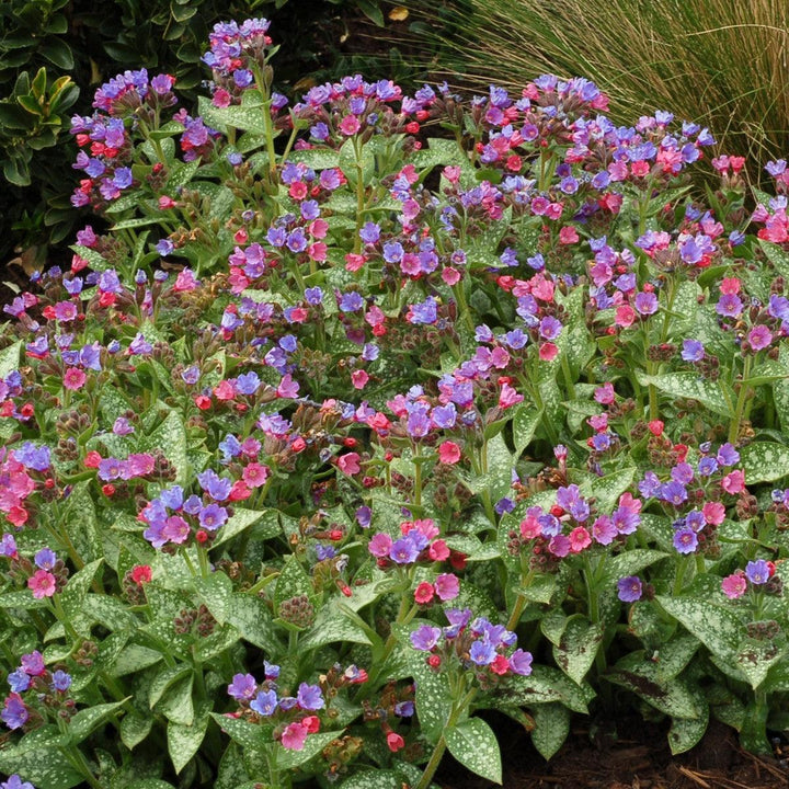 Pulmonaria 'Dark Vader' ~ Dark Vader Lungwort-ServeScape