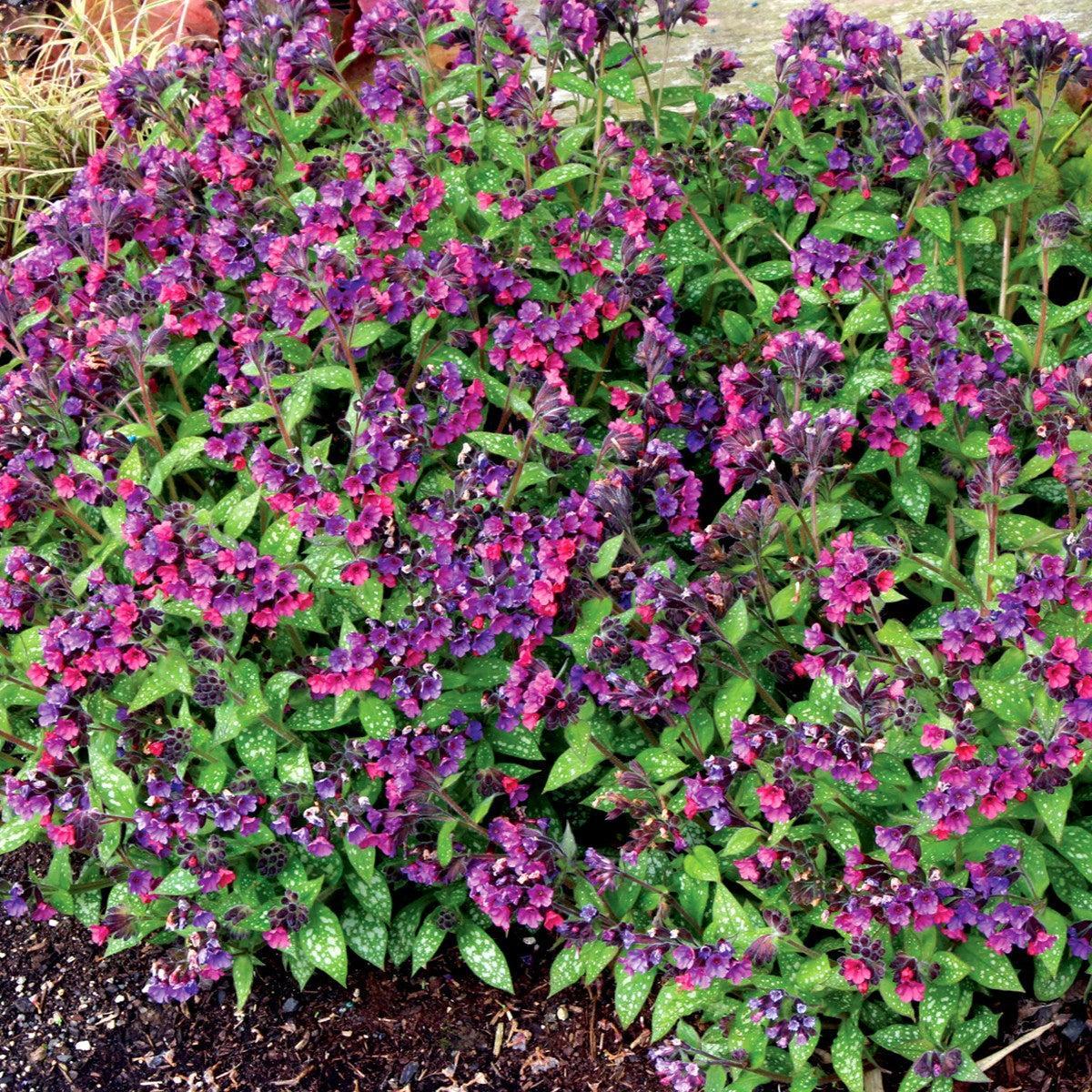 Pulmonaria 'Dark Vader' ~ Dark Vader Lungwort-ServeScape