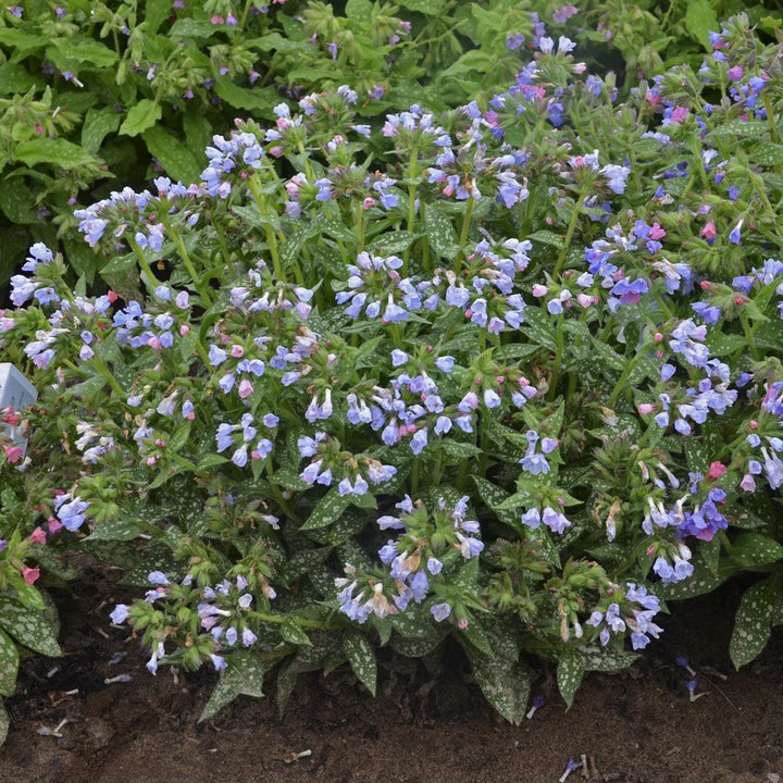 Pulmonaria 'Twinkle Toes' ~ Twinkle Toes Lungwort-ServeScape