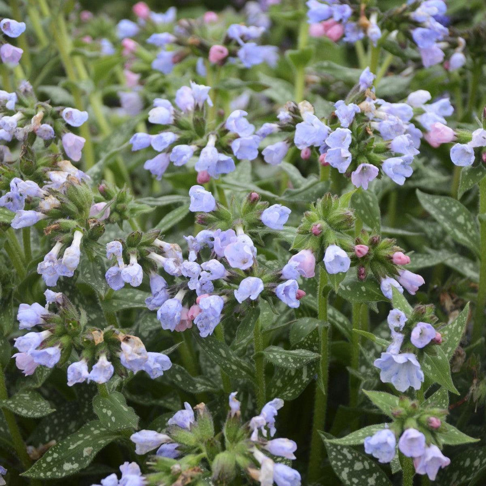Pulmonaria 'Twinkle Toes' ~ Twinkle Toes Lungwort-ServeScape