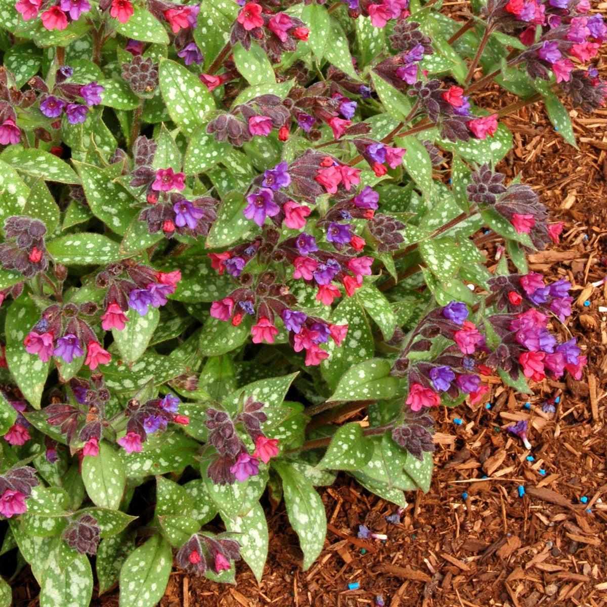 Pulmonaria 'Victorian Brooch' ~ Victorian Brooch Lungwort-ServeScape