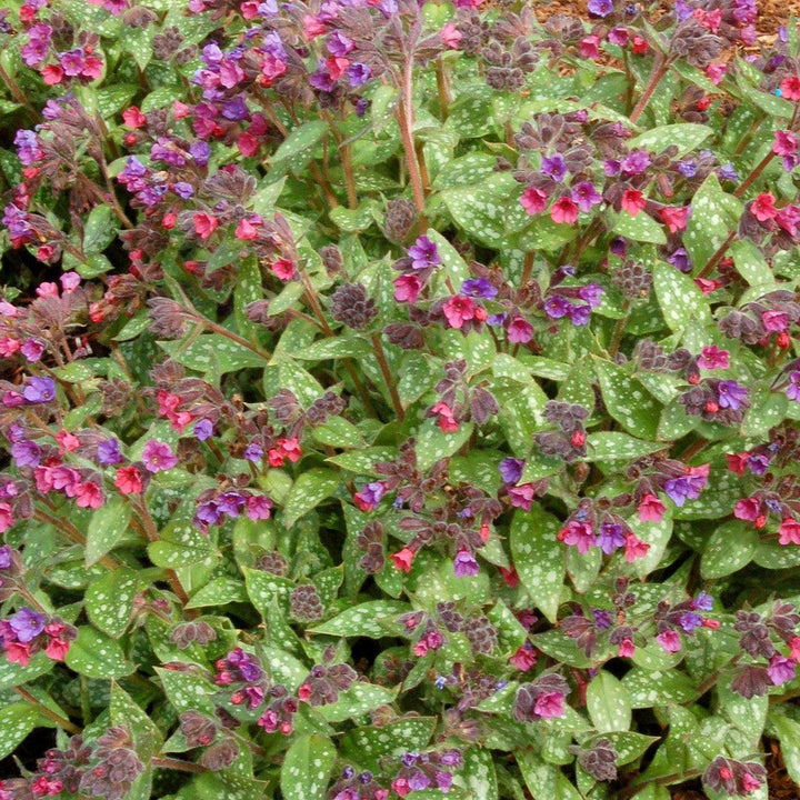 Pulmonaria 'Victorian Brooch' ~ Victorian Brooch Lungwort-ServeScape