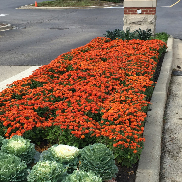 Chrysanthemum x morifolium ' Pumpkin Pie Orange' ~ Pumpkin Pie Orange Mum-ServeScape