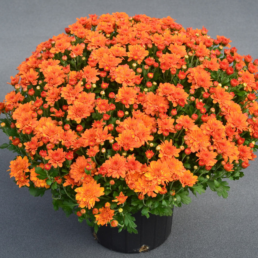 Chrysanthemum x morifolium ' Pumpkin Pie Orange' ~ Pumpkin Pie Orange Mum-ServeScape