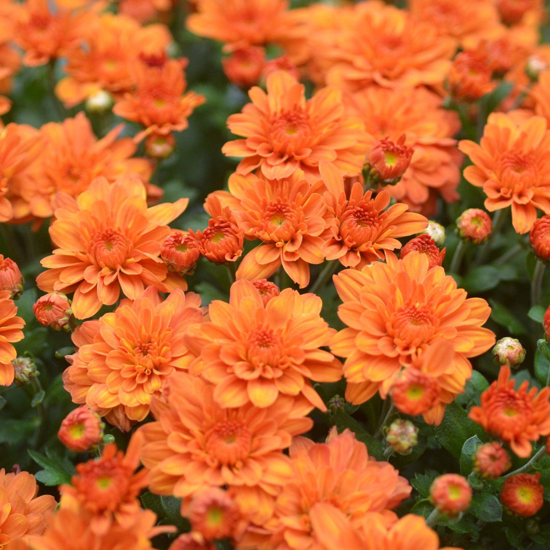 Chrysanthemum x morifolium ' Pumpkin Pie Orange' ~ Pumpkin Pie Orange Mum-ServeScape