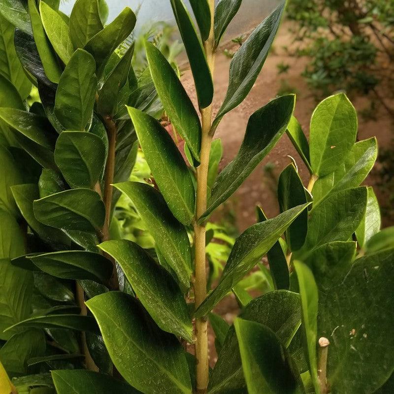 Zamio Zamioculcas 'Lucky Giant Leaf' ~ Monrovia® Lucky Giant ZZ Plant-ServeScape