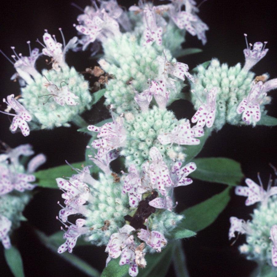 Pycnanthemum virginianum ~ Virginia Mountain Mint-ServeScape
