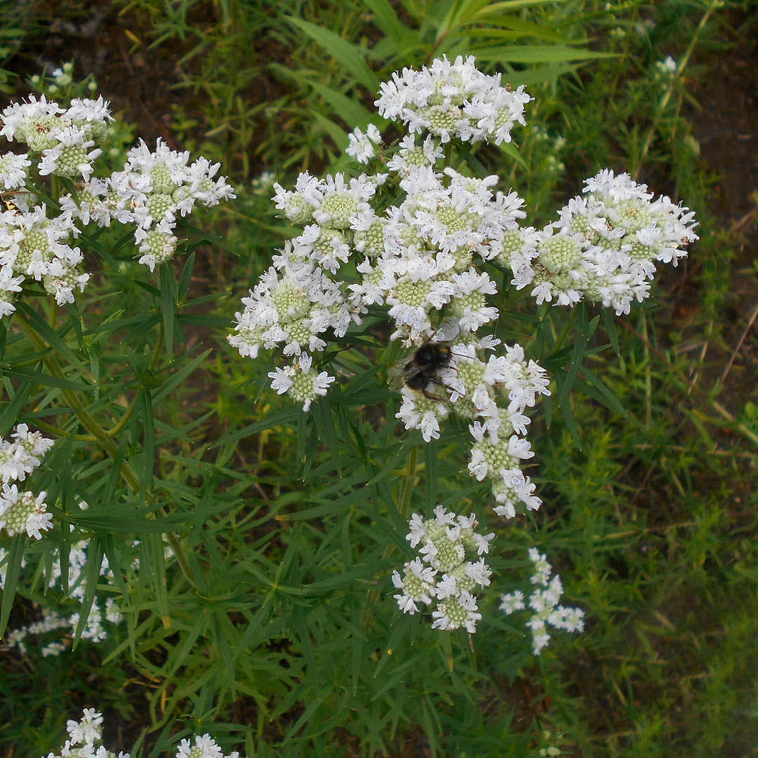 Pycnanthemum virginianum ~ Virginia Mountain Mint-ServeScape