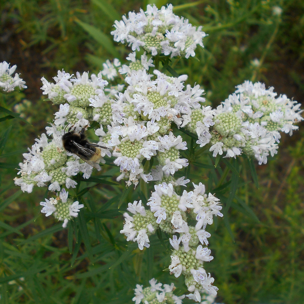 Pycnanthemum virginianum ~ Virginia Mountain Mint-ServeScape