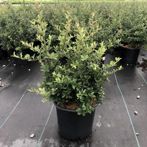 Pyracantha x 'Mohave' ~ Mohave Firethorn Shrub-ServeScape