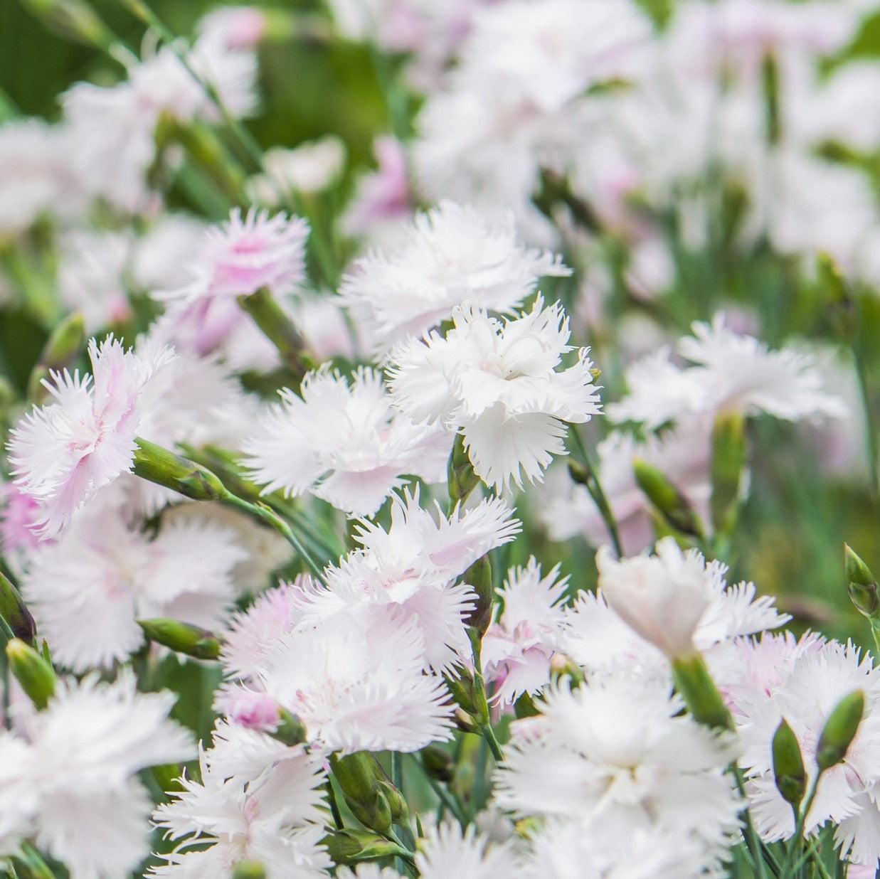 Dianthus 'Angel of Purity' ~ Monrovia® Scent from Heaven™ Angel of Purity Dianthus-ServeScape