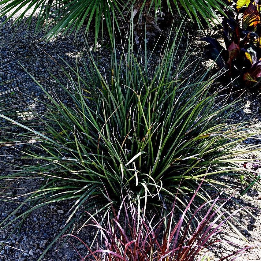 Hesperaloe parviflora 'Perpa' ~ Monrovia® Brakelights® Red Yucca-ServeScape
