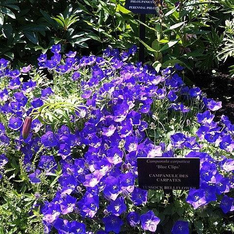 Campanula carpatica 'Blue Clips' ~ Blue Clips Bellflower-ServeScape