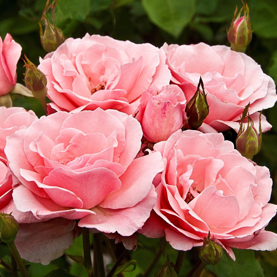 Rosa 'Queen Elizabeth' ~ Queen Elizabeth™ Grandiflora Rose-ServeScape