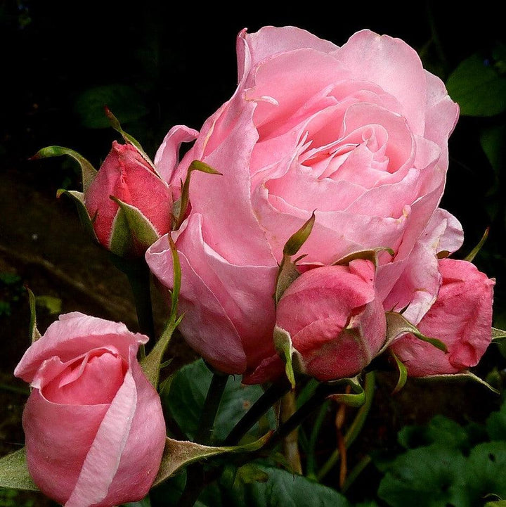 Rosa 'Queen Elizabeth' ~ Queen Elizabeth™ Grandiflora Rose-ServeScape