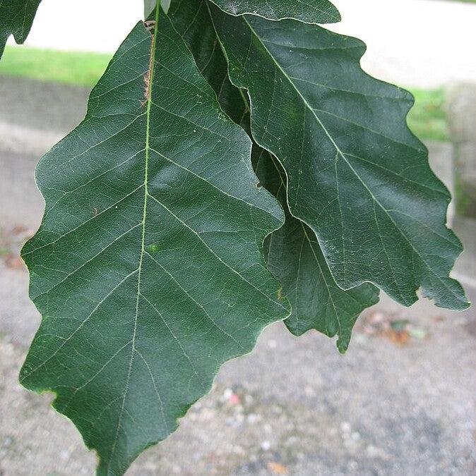 Quercus bicolor 'JFS-KW12' ~ American Dream® Oak-ServeScape