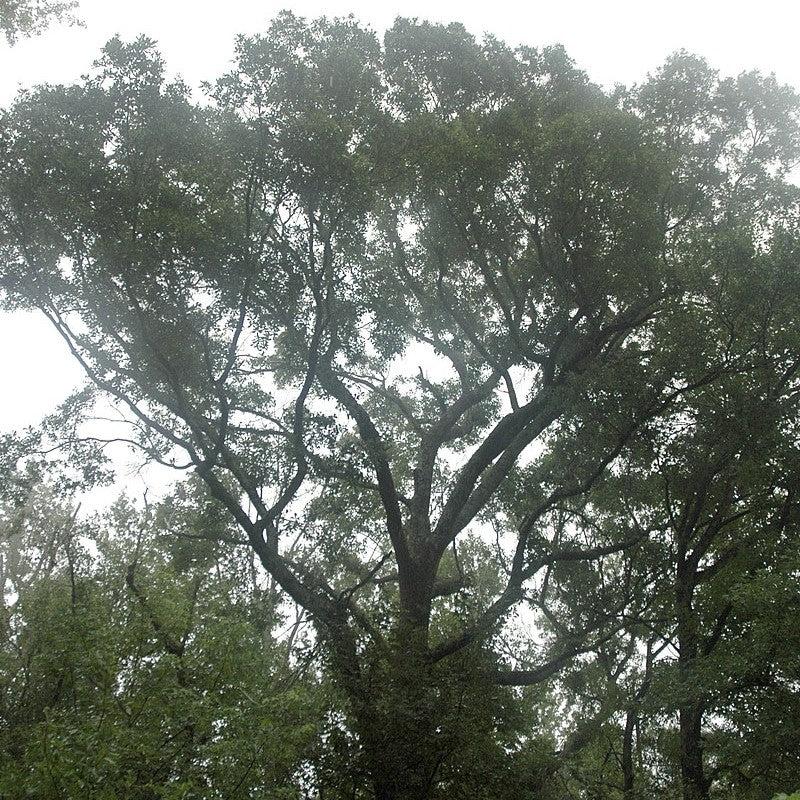 Quercus hemisphaerica ~ Laurel Oak-ServeScape