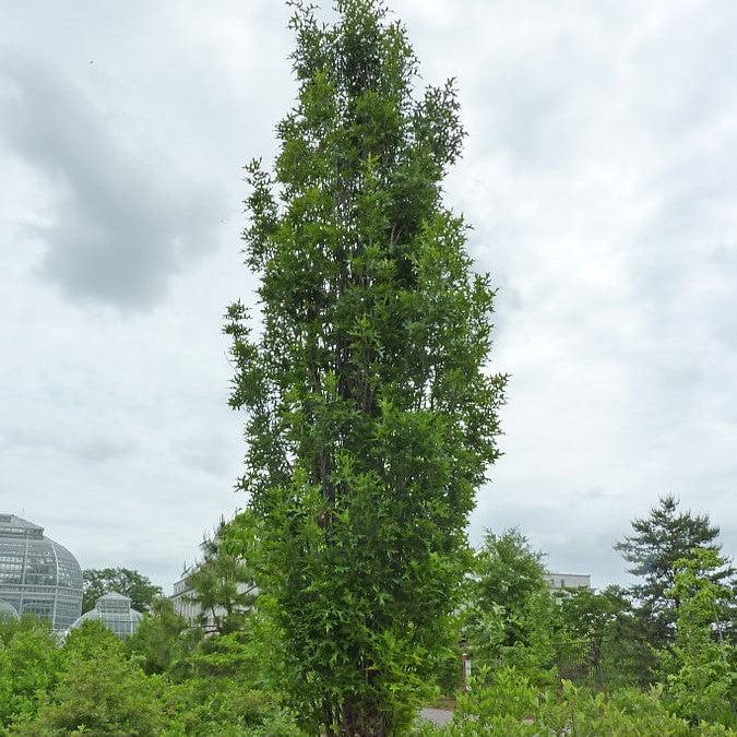 Quercus palustris 'Pringreen' ~ Green Pillar® Pin Oak-ServeScape