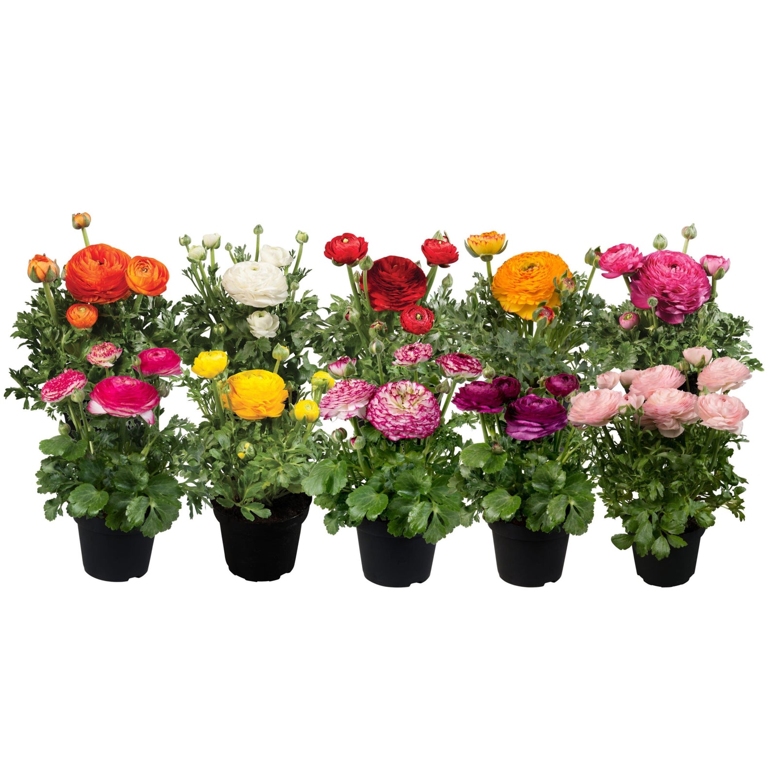 Ranunculus asiaticus 'Sprinkles Mix' ~ Sprinkles Mix Persian Buttercup-ServeScape