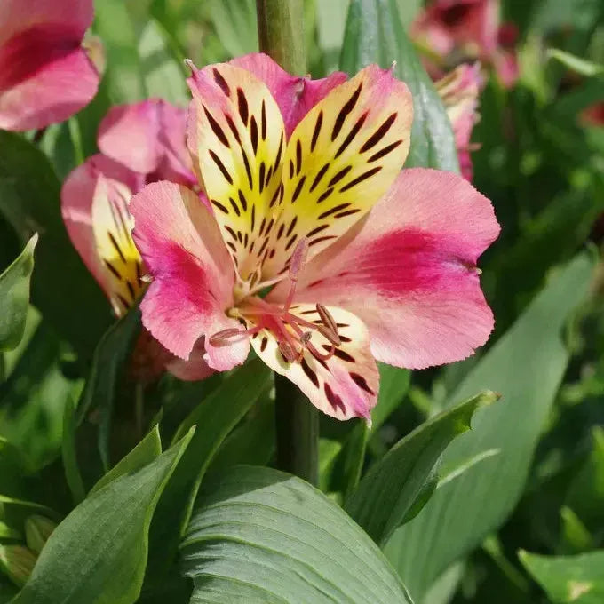 Alstromeria psittacina 'Cahors' ~ Cahors Peruvian Lily-ServeScape