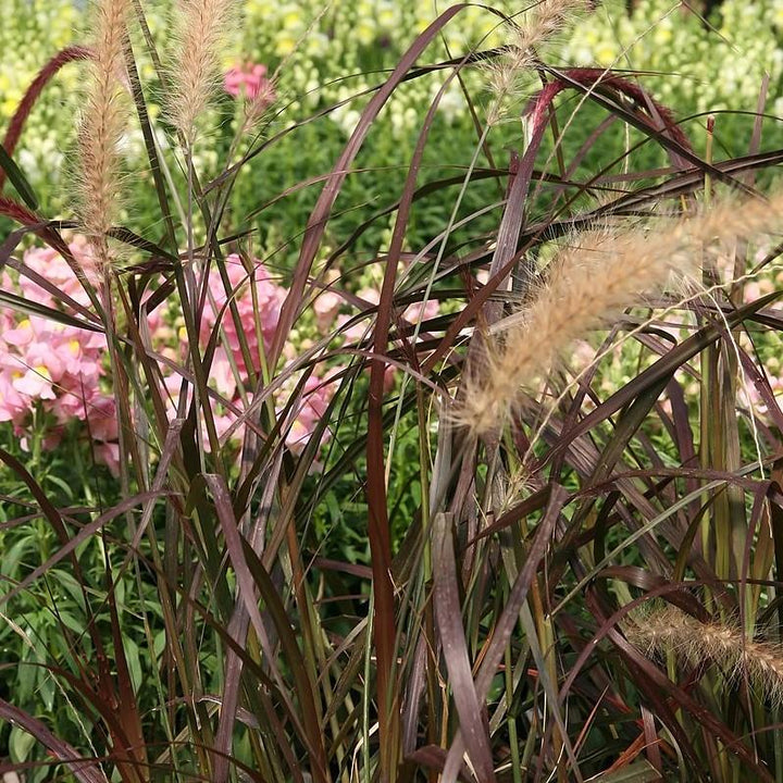 Pennisetum setaceum 'Rubrum' ~ Monrovia® Graceful Grasses® Purple Fountain Grass, Red Fountain Grass-ServeScape
