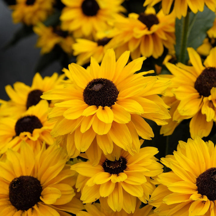 x echibeckia 'ET RDB 949' ~ Summerina Glow™ Sun's Up Echibeckia-ServeScape