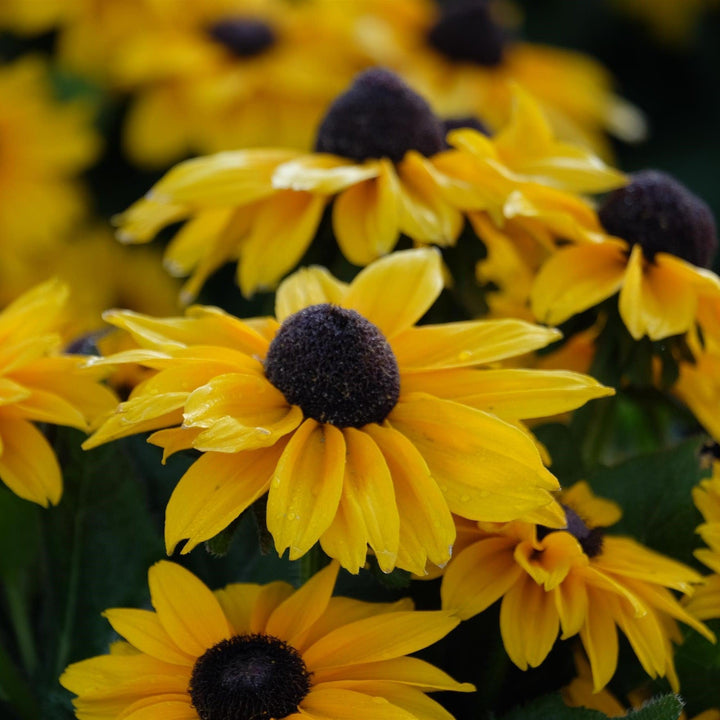 x echibeckia 'ET RDB 949' ~ Summerina Glow™ Sun's Up Echibeckia-ServeScape