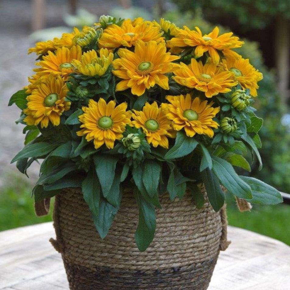 Rudbeckia hirta 'Sunbeckia Emma' ~ Sunbeckia® Emma Black-Eyed Susan-ServeScape