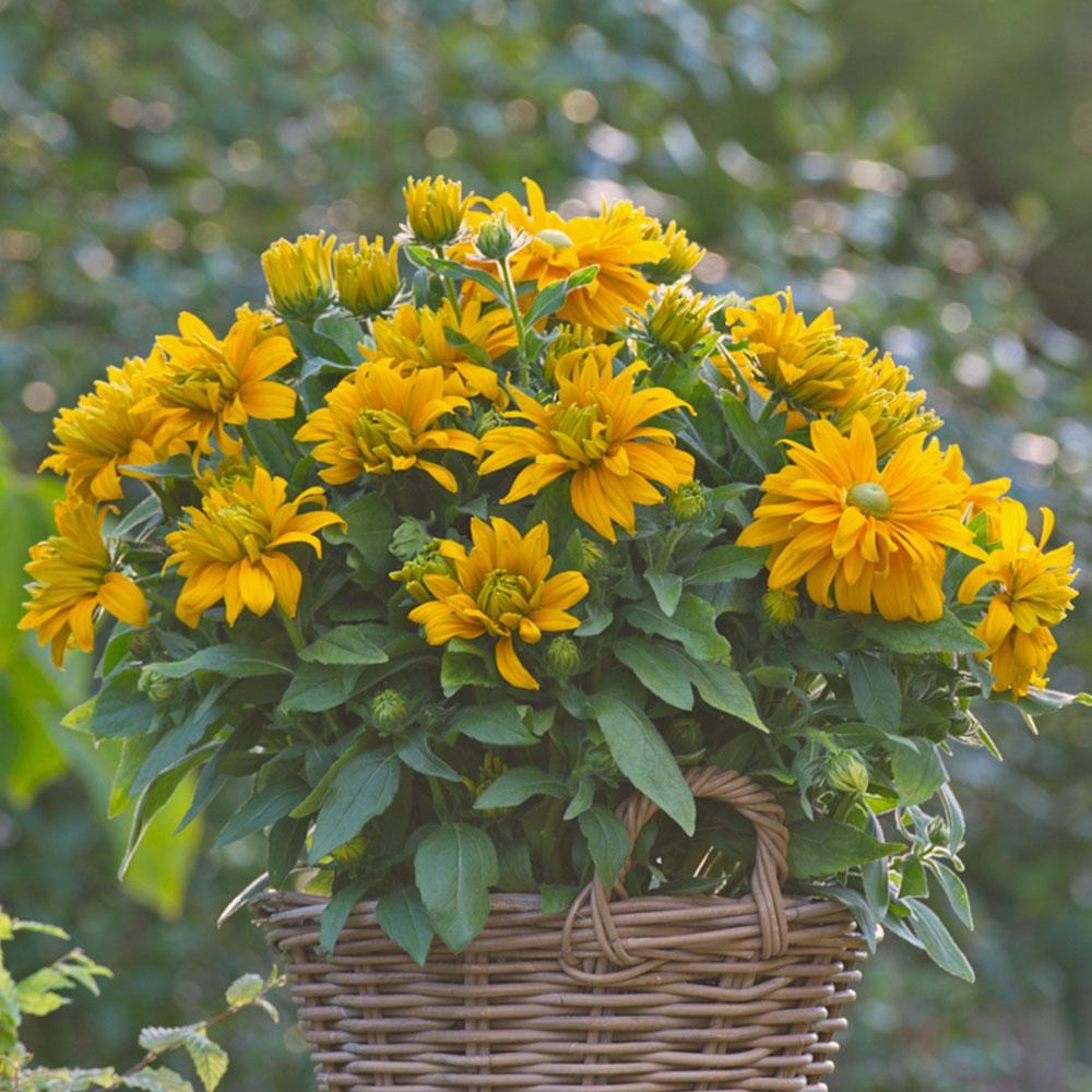 Rudbeckia hirta 'Sunbeckia Laura' ~ Sunbeckia® Laura Black-Eyed Susan-ServeScape