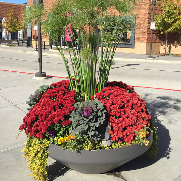 Chrysanthemum x morifolium 'Zanmuradiant' ~ Radiant Red Mum-ServeScape