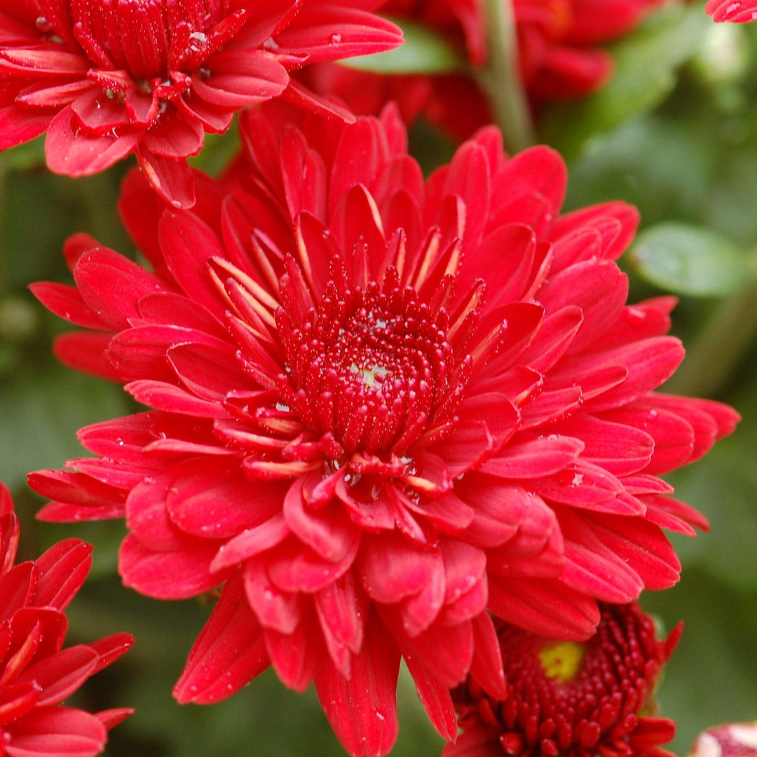 Chrysanthemum x morifolium 'Zanmuradiant' ~ Radiant Red Mum-ServeScape