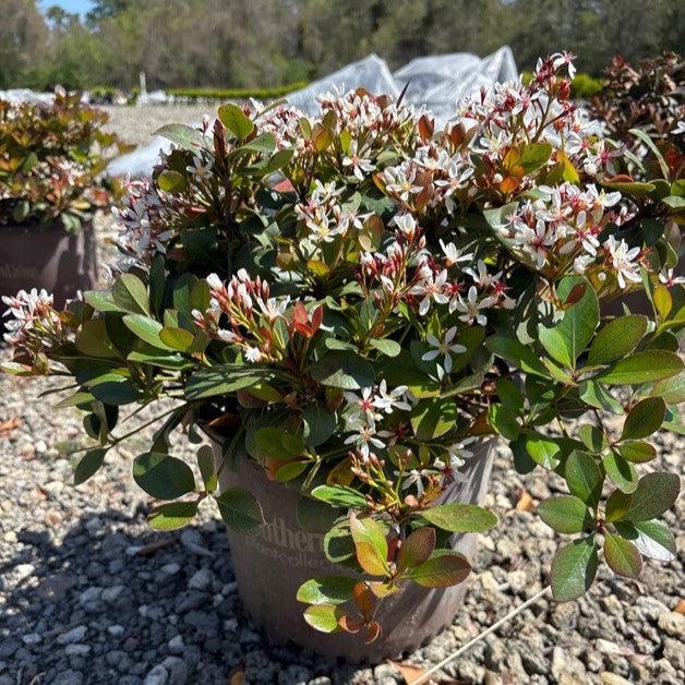 Raphiolepis Hybrid ‘DB-01’ ~ Clean Sweep™ Snowbank™ Indian Hawthorn-ServeScape