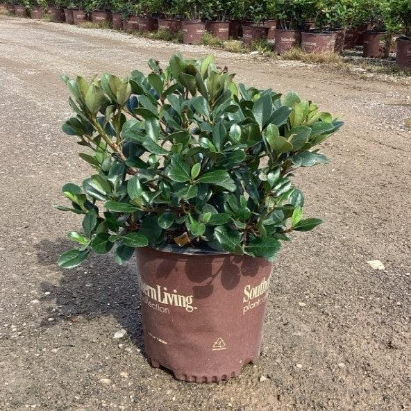 Raphiolepis indica 'Wilcor' PP17972 ~ Clean Sweep™ Spring Sonata™ Indian Hawthorn-ServeScape