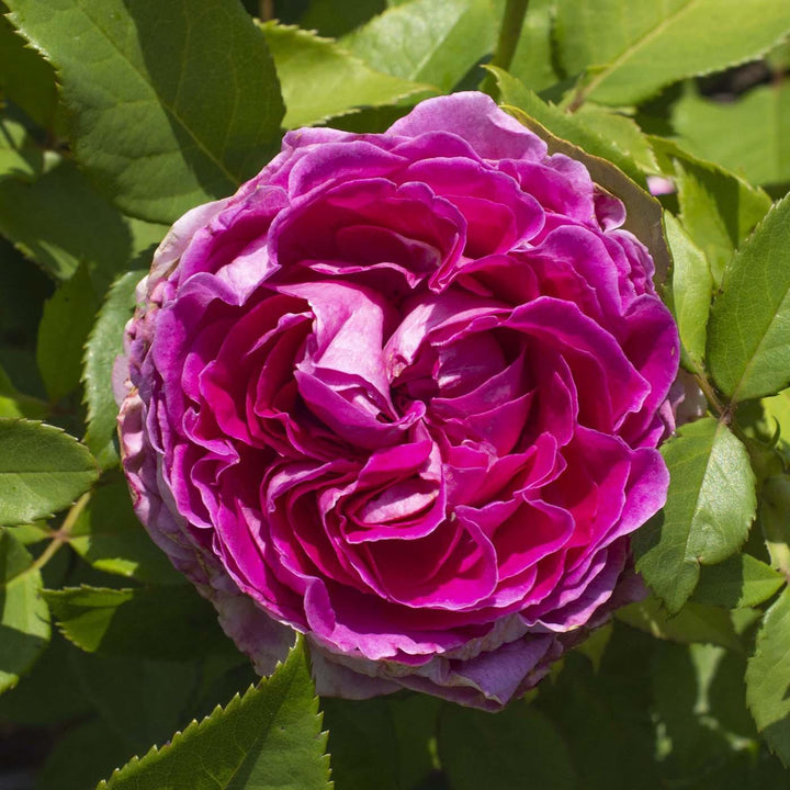 Rosa 'KORcarmsis' PP 33,406 ~ Bloomables® Raspberry Cupcake™ Rose-ServeScape