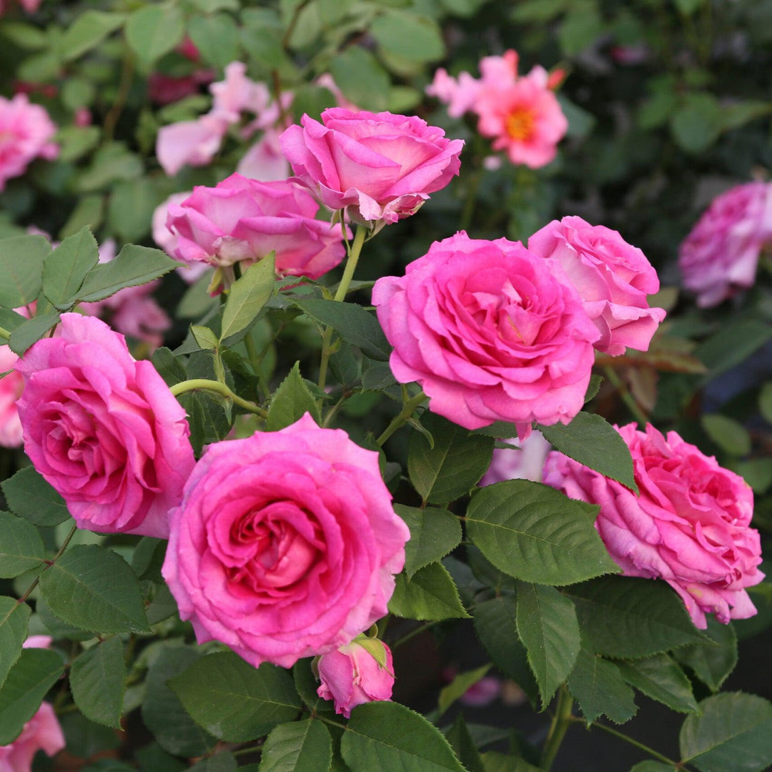 Rosa 'KORcarmsis' PP 33,406 ~ Bloomables® Raspberry Cupcake™ Rose-ServeScape