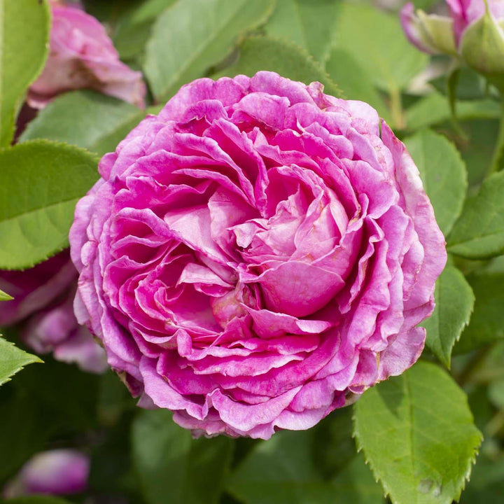 Rosa 'KORcarmsis' PP 33,406 ~ Bloomables® Raspberry Cupcake™ Rose-ServeScape