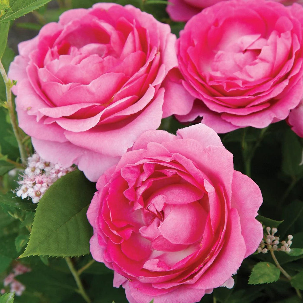 Rosa 'KORcarmsis' PP 33,406 ~ Bloomables® Raspberry Cupcake™ Rose-ServeScape