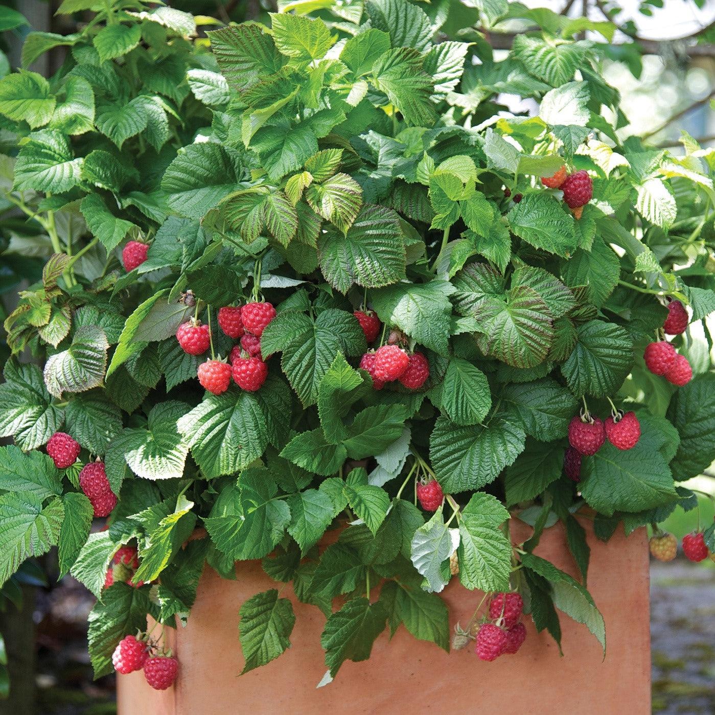 Shortcake Rasperry Shortcake® Raspberry - Rubus idaeus 'NR7' – ServeScape
